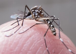 Campanha organizada pela igreja nos Estados da Bahia e Sergipe alerta sobre o zika vírus. Créditos da imagem: Rafael Neddermeyer/ Fotos Públicas