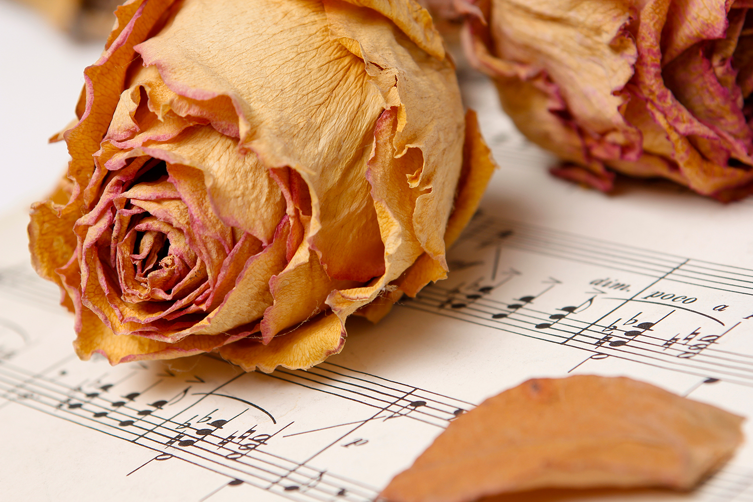 A-música-contra-a-morte---creditos-Fotolia